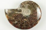 3.4" Polished Ammonite Fossil - Madagascar - #199186-1